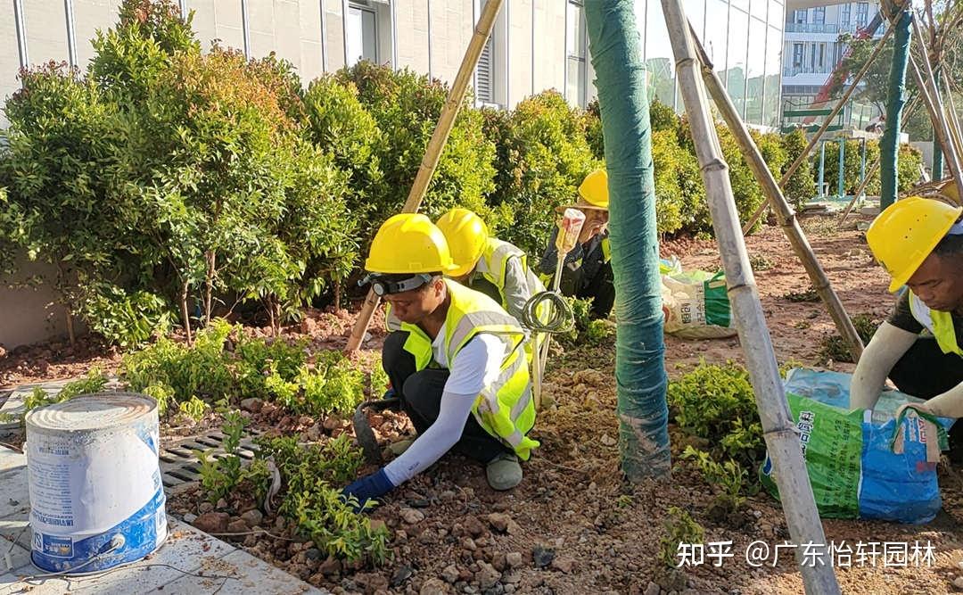 園林綠化工程施工過程中植物的種植規范